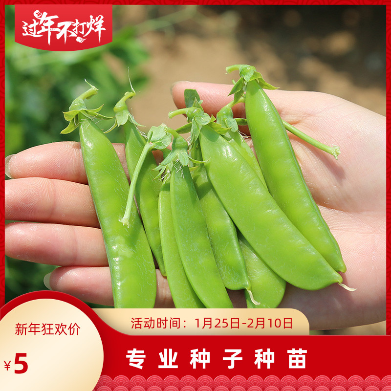 Holland bean seed seed big pod sweet crisp vegetable pea pod vegetable garden four seasons sow vegetable seed seed vegetable