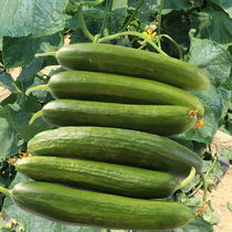 Lazio fruit cucumber seed seed cucumber edible sweet crisp high yield spring autumn Four Seasons sowing vegetable seedlings