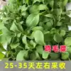 Chicken feather vegetable seeds Cabbage seeds Cabbage rapeseed spring four seasons balcony potted farm vegetable seeds relict seeds