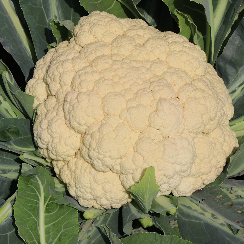 Taiwan Qingmei green stem pine cauliflower seeds Organic cauliflower seeds Larvae Heat and cold 55 65 70 Spring and autumn