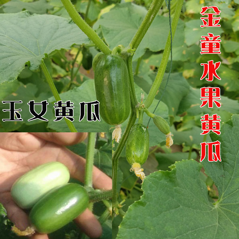 Golden child jade cucumber seed seed seed seed seed seed mini thumb small fruit cucumber potted spring vegetables broadcast in spring