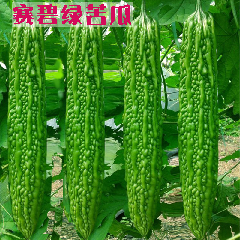 Green bitter melon seeds, larvae, orangutans, green bitter high yield disease-resistant spring and summer vegetable seedlings, seedlings, southern seedlings