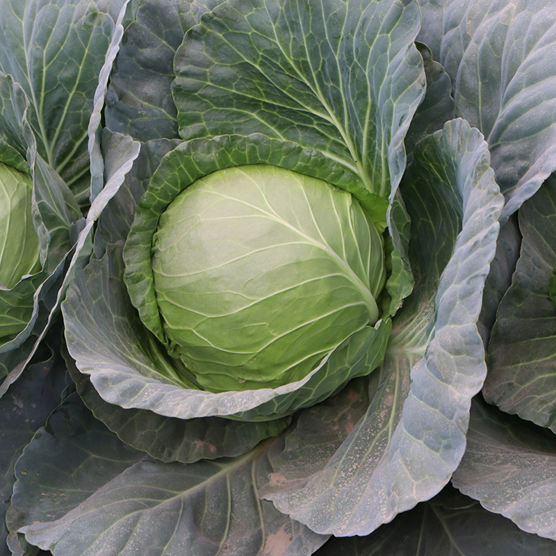 Cabbage seeds precocious knot ball cabbage cabbage heart cabbage seeds Purple cabbage spring and autumn sowing vegetable seeds