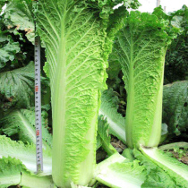Tianjin green hemp leaf Chinese cabbage seed seed autumn autumn sown vegetable seed balcony special potted courtyard