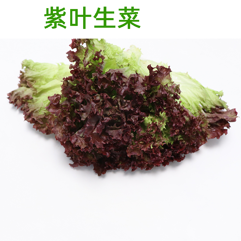 Purple Lettule Seed seed Purple Red Leaf Purple Leaf Raw Ate Family Potted Plant Four Seasons Balcony Vegetable Green Vegetable Seed Plant