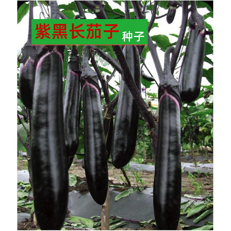 Shouguang vegetable seeds Black noble long eggplant seeds larvae Black purple high-yield seedling seedlings Spring and summer seedlings