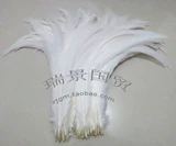 Заводские прямые продажи импортированные белые петухи 30-35 / 35-40 / 40-45 см.