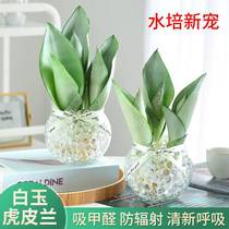 Phnom Penh Tiger Pilan White Magnolia Hydroponic Office in addition to formaldehyde Green Plant Potted Tiger Pilan Indoor Flowers