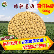 New stupid soy bean Yellow small bean soy bean 500g hit soy milk Non-GMO whole grains (first offer)