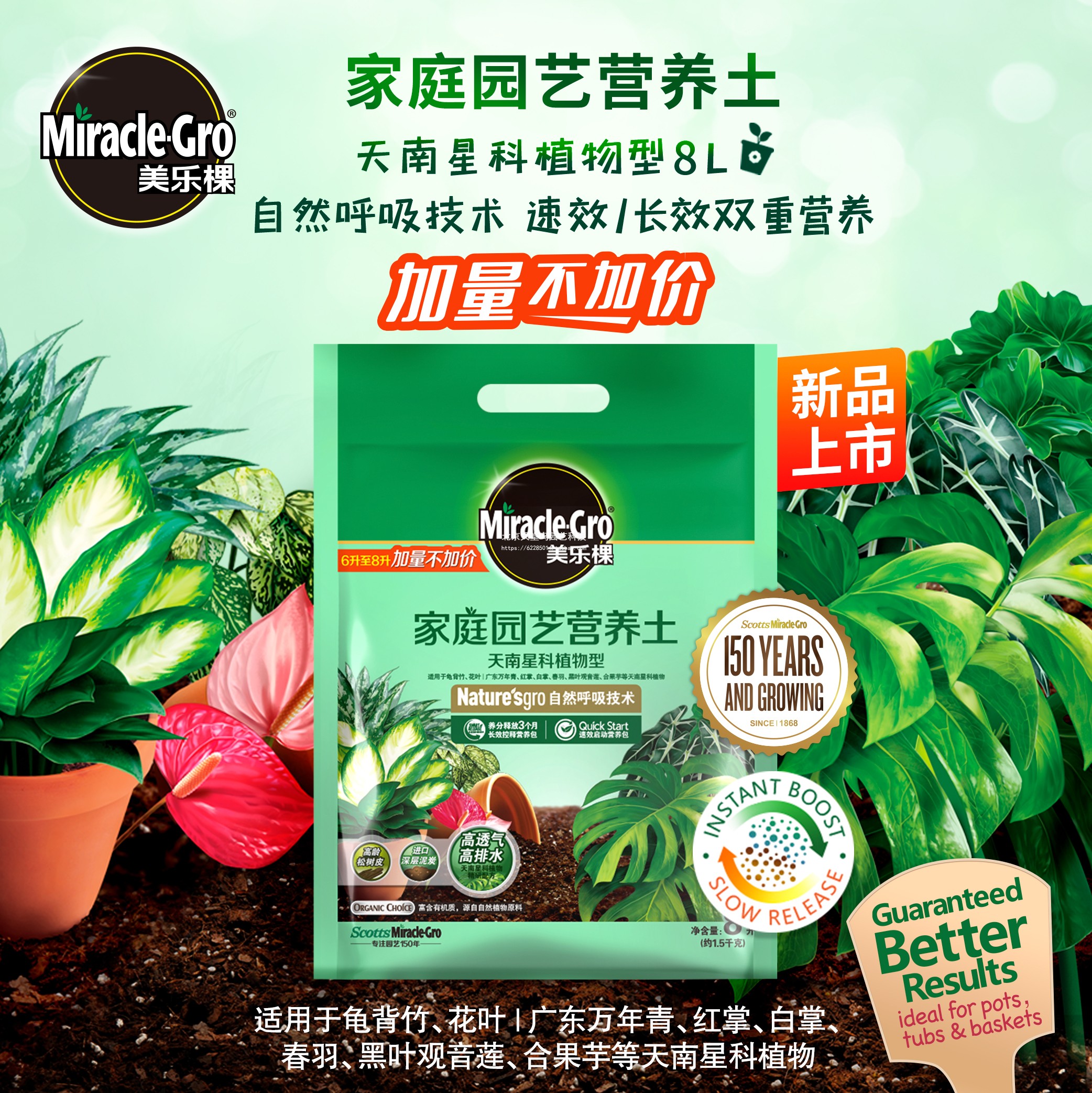 Meletian Sky South Stars plant Nutritious Tumuli with Chestnut Lotus tortoise back artichokes Young Potted Flowers Nutritious Earth