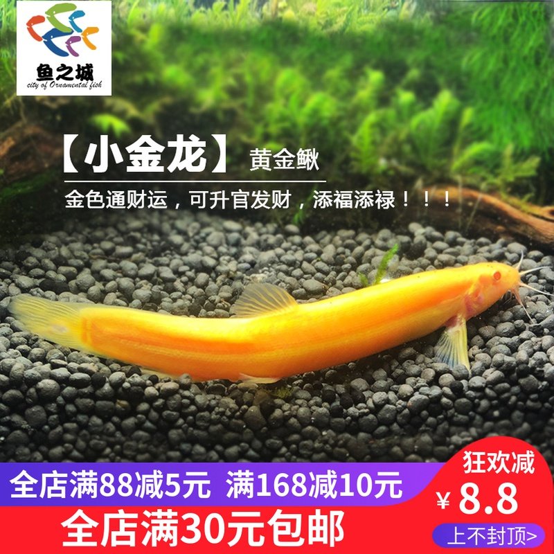 City of fish cold water scavenger golden dragon small golden dragon golden loach live ornamental loach clean golden loach ornamental fish