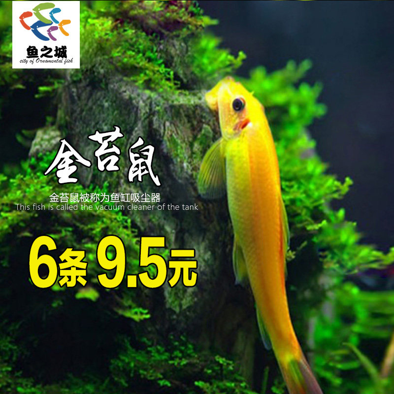 Fish City Golden Tweed in addition to algae clearing cylinder tool fish Eating the green gold Taverine fish clean benthic living body scavenger-Taobao