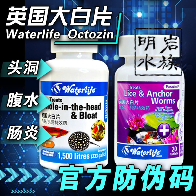 (Official)British big white sheet aquarium fish with red dragon Arhat ornamental fish medicine enteritis inside and outside the head hole