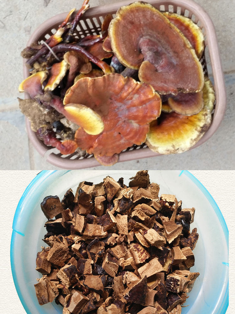 Wild Ganoderma 10 1_07.jpg