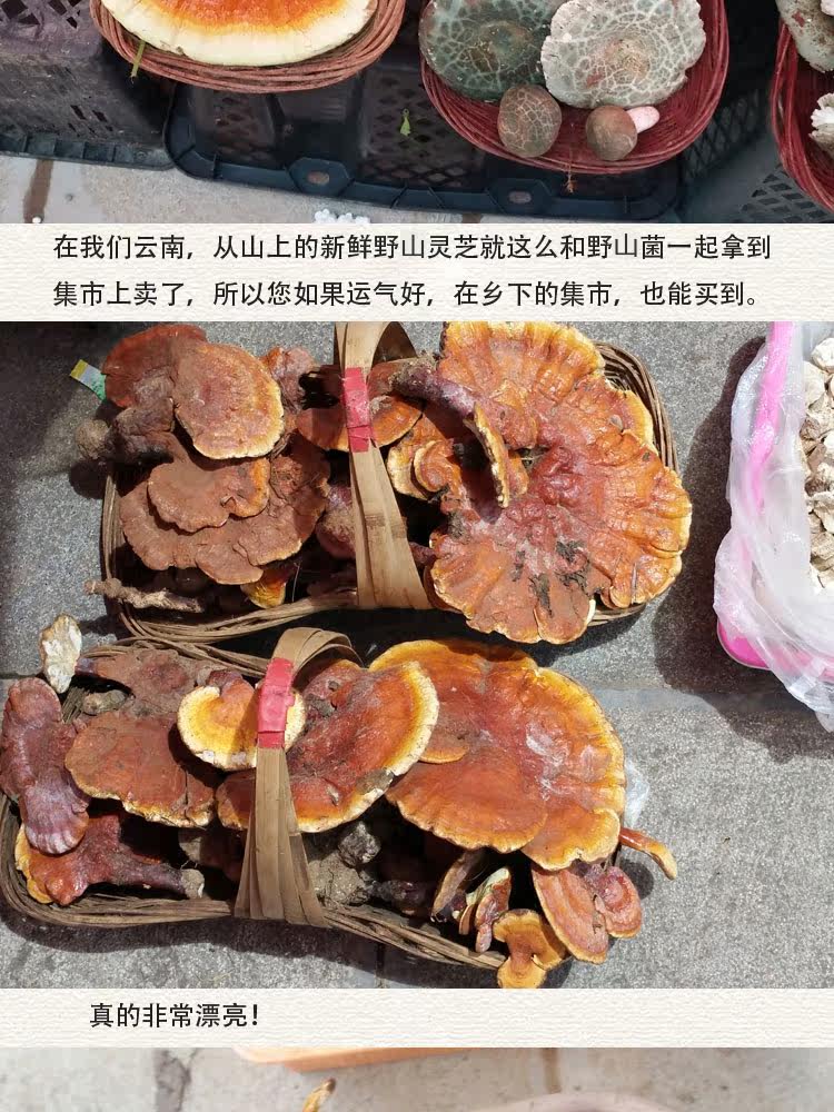 Wild Ganoderma 10 1_06.jpg