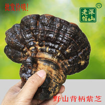 Authentic Yunnan specialty pure wild Zizhi back handle Zizhi extra large 250 grams of new anti-handle ganoderma lucidum