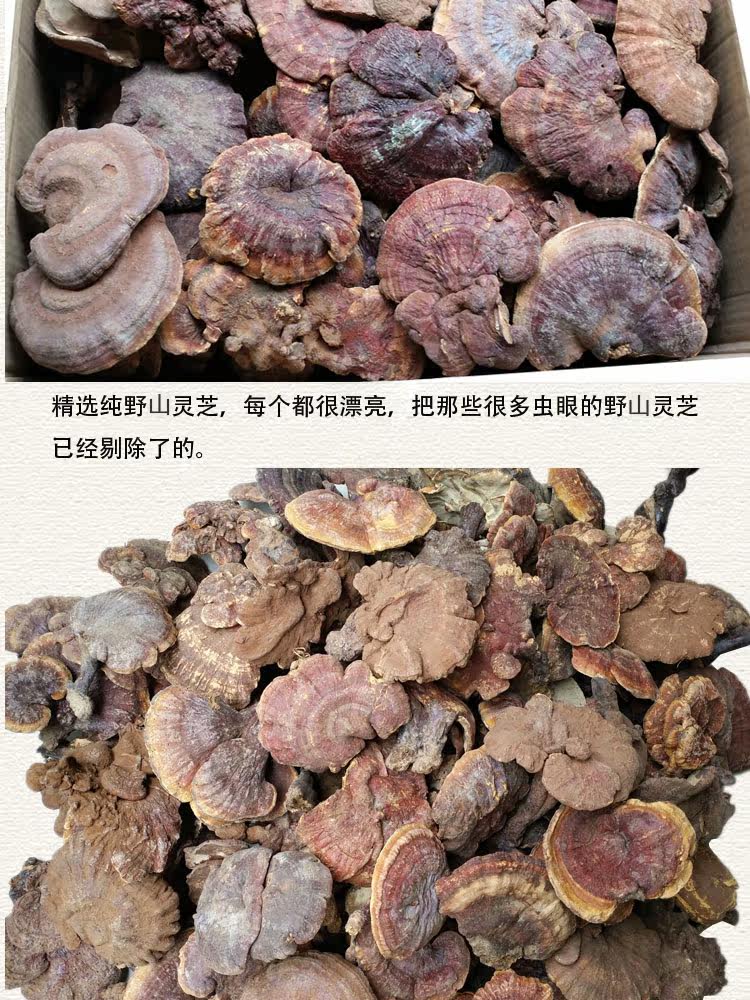 Wild Ganoderma 10 1_02.jpg