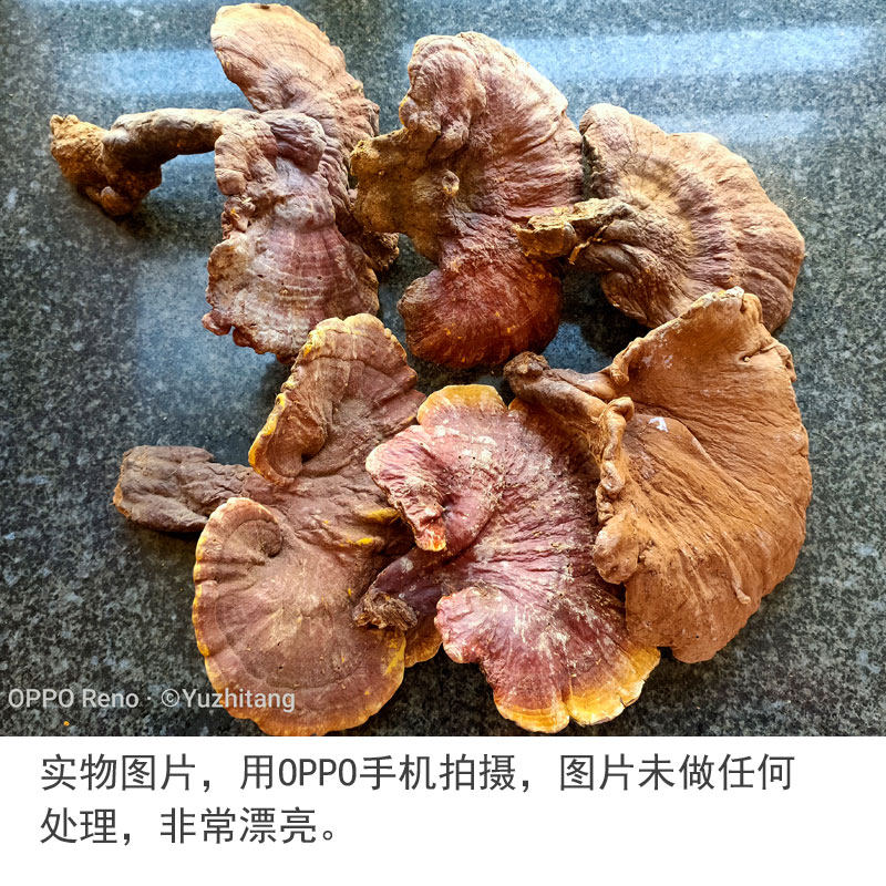 Wild Ganoderma Seven 6.jpg