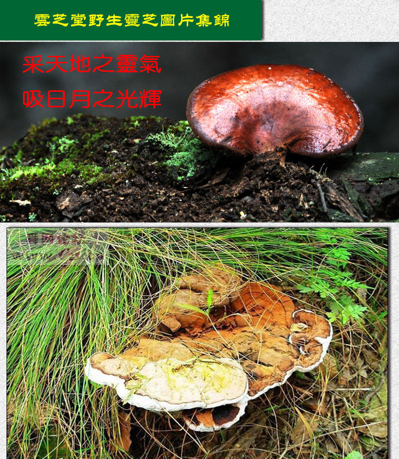 Описание Ganoderma 1_01