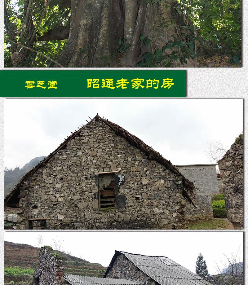 Описание Ganoderma 1_13