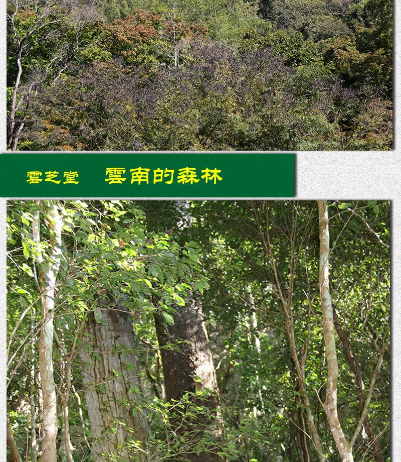 Описание Ganoderma 1_09