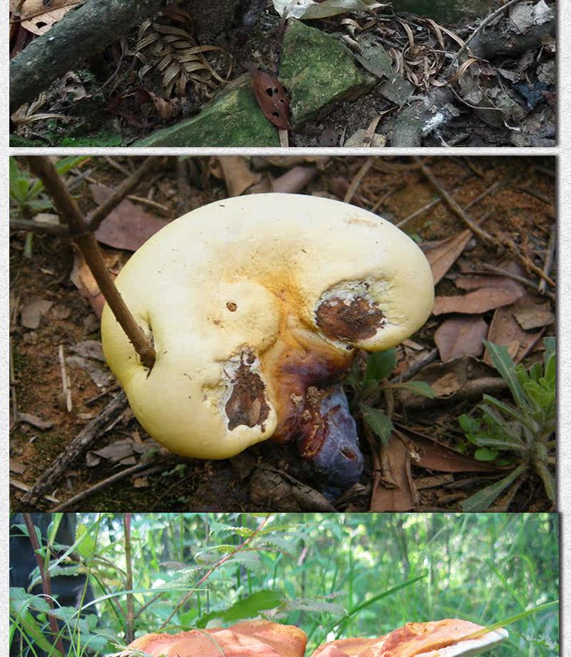 Описание Ganoderma 1_03