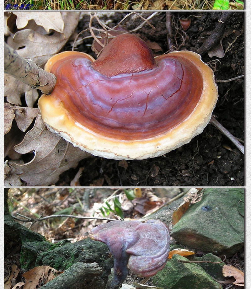 Описание Ganoderma 1_02
