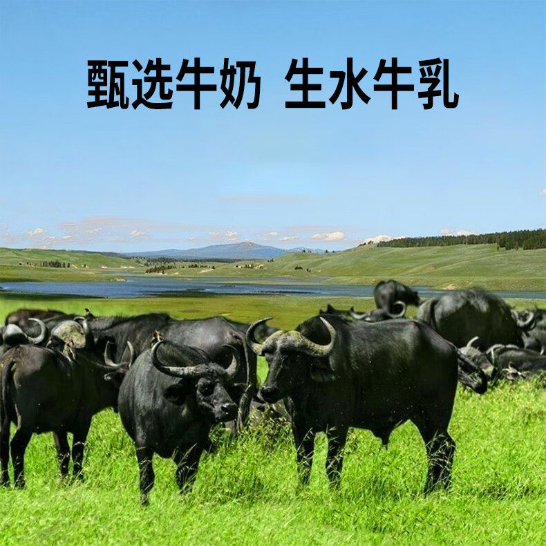 安享好物 安享B级纯奶-养力水牛奶  