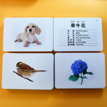 Seven Language Cards Early Education Flash Cards Infants and Young Children Encyclopedia Animals and Plants Cards English English Cards Qita’s Right Brain