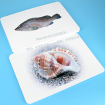 Marine biology card childrens early education flash card literacy reading Kaduman concept Qitians right brain development early education card