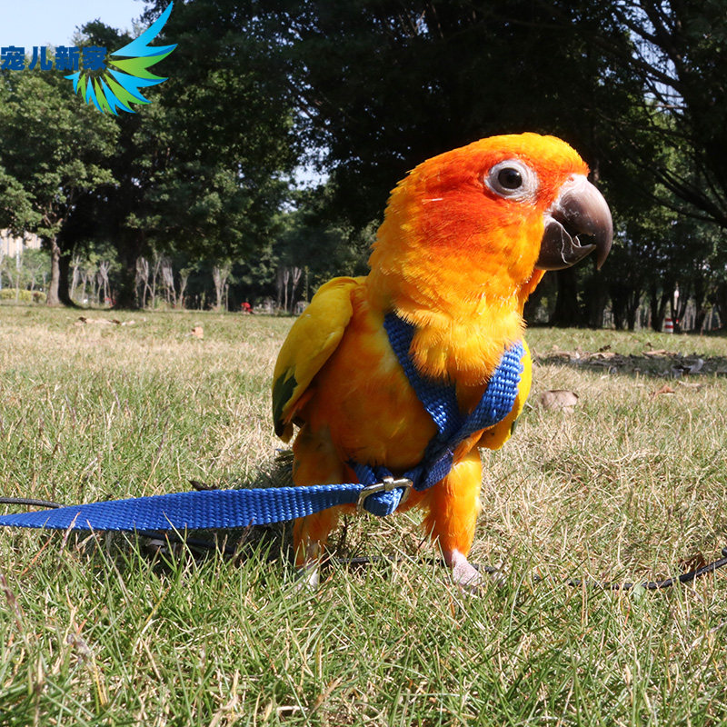 Darling new home parrot flying rope strap type out walking bird rope traction rope training rope parrot flying rope