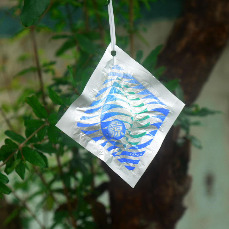 Yijia Garden Japan imported cool green plants Air conditioning seasonal fleshy flowers Summer cooling regulator Du Xia Bao