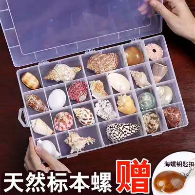 Natural shell conch Kindergarten preschool Marine life science materials Specimen snail gift box Collection teaching aid set