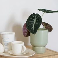 Black Swan Alocasia+Nefun-S Newfoundland (Зеленая дыня)