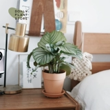 DOLV Фасоль Зеленая Куяба Зеленое яблоко 𬞟Фрукты Аррорут Домашний рабочий стол в скандинавском стиле Зеленые растения в горшках Свежие растения