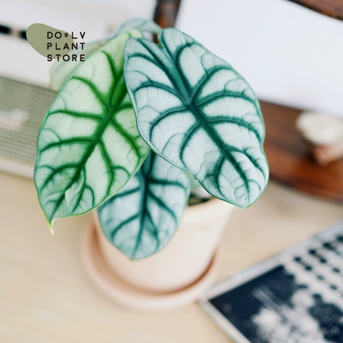 DOLV фасоль зеленый белый носорог калла ins интернет знаменитость замша листва комнатное живое растение посаженное