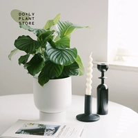 S Green Apple 𬞟fruit+Nefun-L чисто белый (отправка будет осуществляться после посадки)