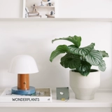 DOLV Фасоль Зеленая Куяба Зеленое яблоко 𬞟Фрукты Аррорут Домашний рабочий стол в скандинавском стиле Зеленые растения в горшках Свежие растения