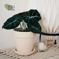 Алоказия Black Swan + Pottery Bethel (кремово-серый)