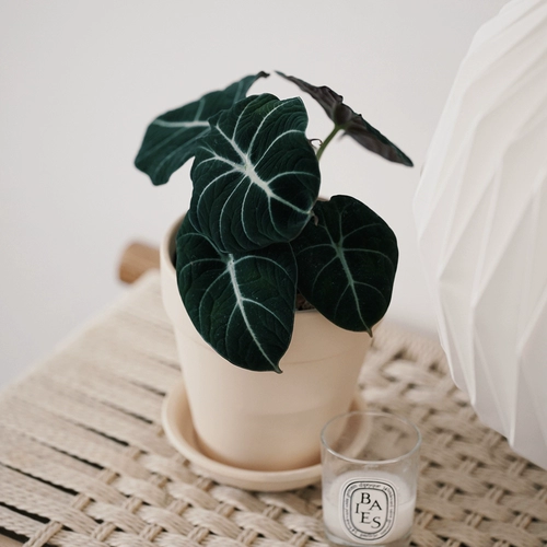 DOLV Фасоль Зеленый Черный Лебедь Алоказия Nordic ins Зеленое растение Теневыносливое растение Настольное растение Горшечное растение Бархатная текстура