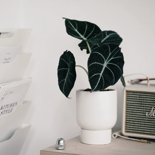 DOLV Фасоль Зеленый Черный Лебедь Алоказия Nordic ins Зеленое растение Теневыносливое растение Настольное растение Горшечное растение Бархатная текстура