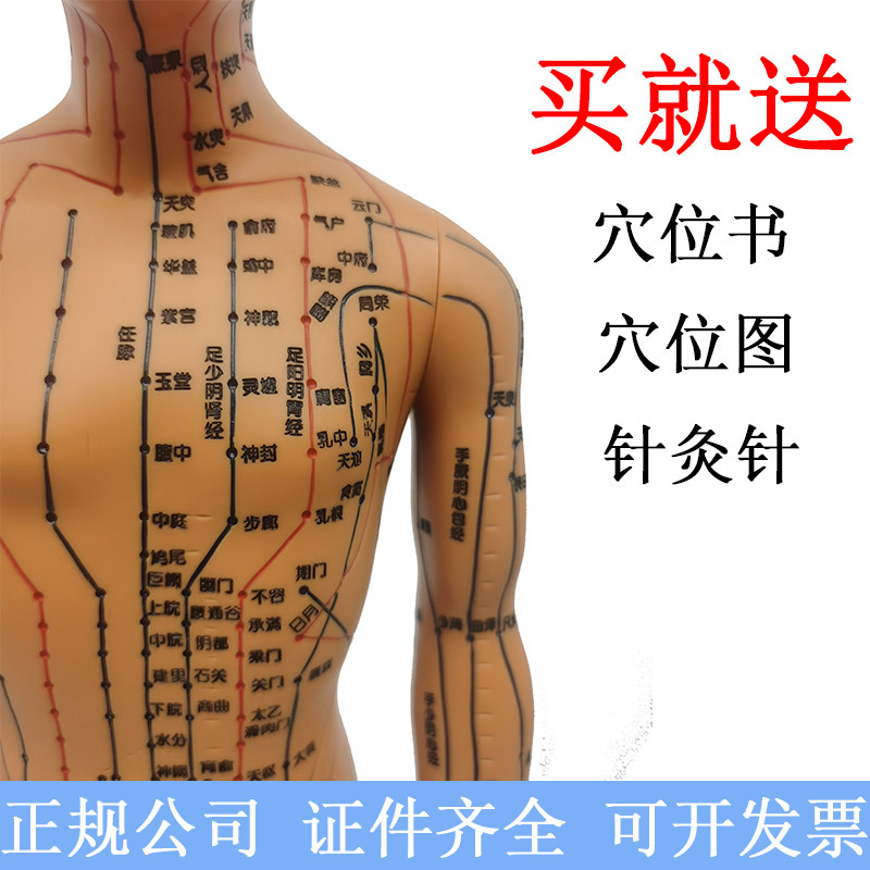 Body acupuncture model Traditional Chinese medicine acupoints meridians Acupuncture and meridians Acupuncture whole body Bronze people Model ultra-high-Qing lettering men and women