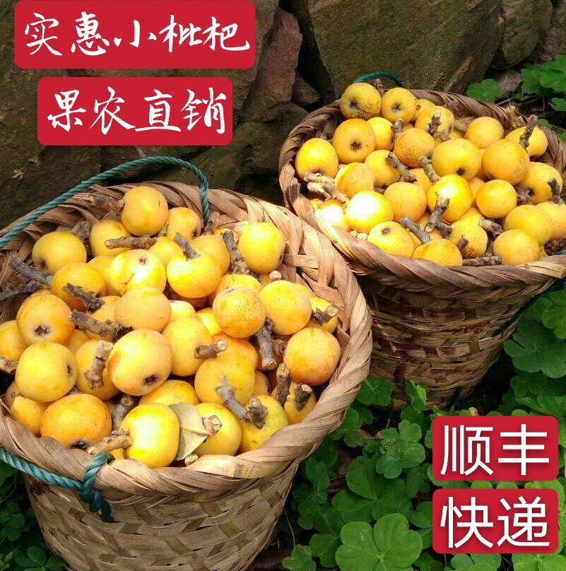 Affordable small loquat Suzhou Dongshan Baiyu loquat fruit farmer direct sales pick 5 catties on the same day fresh fruit for pregnant women