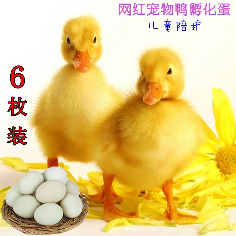Pet duck eggs fertilized eggs can hatch fertilized eggs white feather small yellow duck net red Kekel duck small and easy to raise