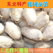 In 2020 high-quality northeast Liaoning tussah Cocoon Cocoon pupa hand-selected live high-protein food