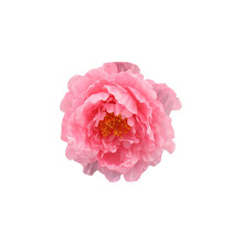 Hanfu silk flower hairpin Ancient costume Tang style big flower bridal headdress Ancient style flower photo pink red photo hair accessories