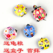 Net red multicoloured small seven colorful small tortoise Colorful Plotter Brazilian Turtle Living Colorful Little Spoiled Turtle colored patterned pet