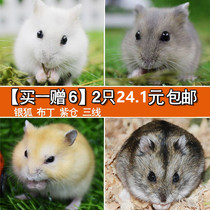 Hamster living living things suitable for students children raised campus dormitories Children small pets Good bred mucus animals