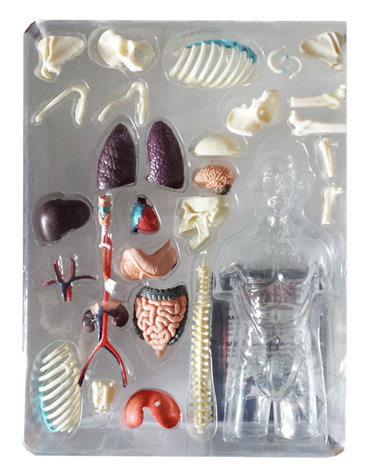 Spot 4D Master Half Body Human Model Medium Version Disassembly and Assembly Internal Organ Transparent Model 37 Components