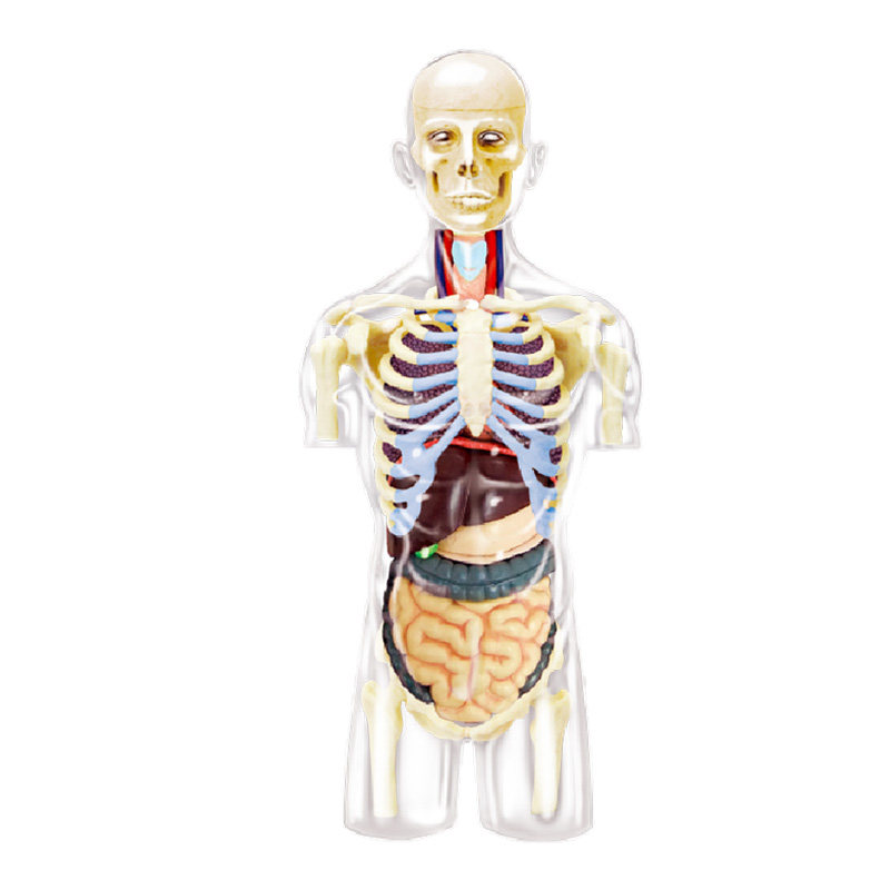 Spot 4D Master Half Body Human Model Medium Version Disassembly and Assembly Internal Organ Transparent Model 37 Components